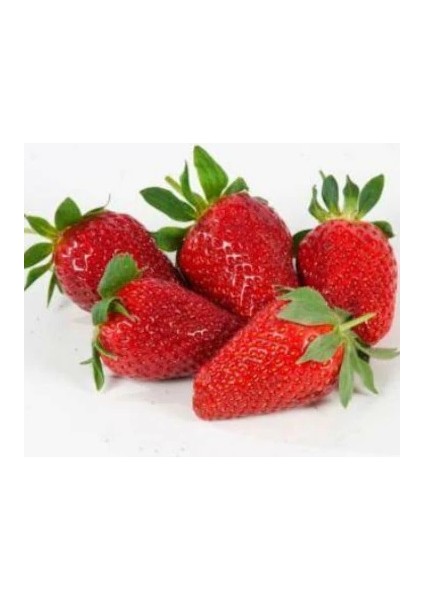 Net Tarım 400 Adet Camarosa Açık Köklü Frigo Taze Yediveren Çilek Fidan Fidesi