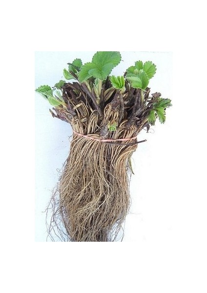 Net Tarım 400 Adet Camarosa Açık Köklü Frigo Taze Yediveren Çilek Fidan Fidesi fırsatları