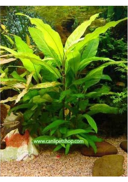 Hygrophila Corymbosa - Limon 10 Kök