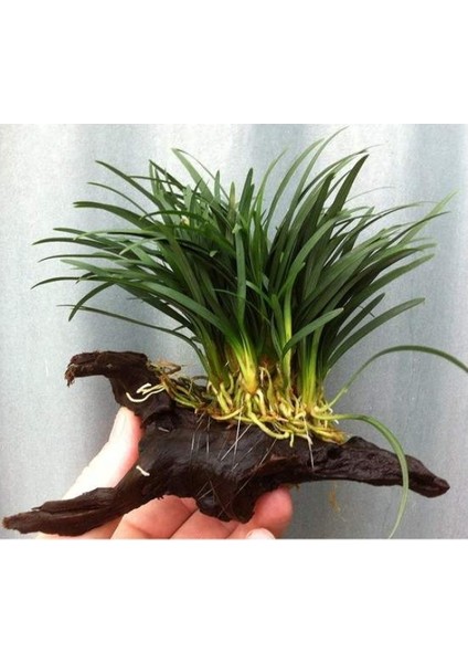 Ophiopogon Japonicus Mango Kütügüne Tutturulmuş Minima 5 Kök