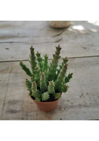 Huernia Zebrina
