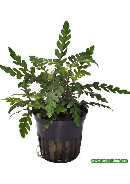 Hygrophila Pinnatifida 1 Saksı Boy 3-6 cm