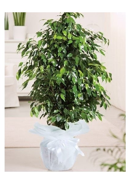 Benjamin Çiçeği Danielle xl 100 cm Hediyelik