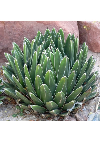 Naturel Tohum Agave Tohumu No:35