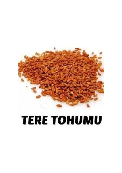 Paşa Tohumculuk Kışlık Tohum Paketi Maydanoz Tohumu 50 gr, Roka Tohumu 50gr , Tere Tohumu 50 gr, Ispanak Tohumu 50 gr