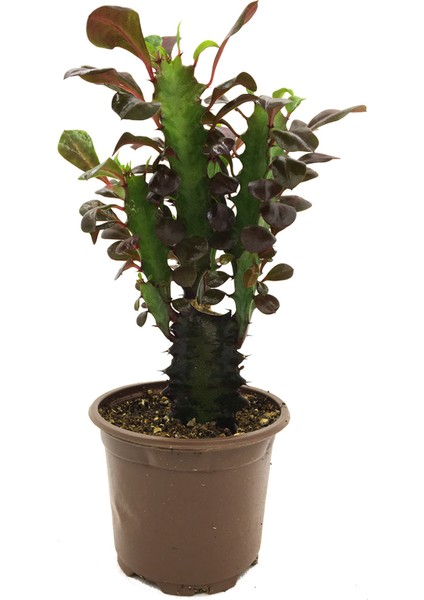 Gerçek Kırmızı Afrikan Süt Ağacı Euphorbia Trigona