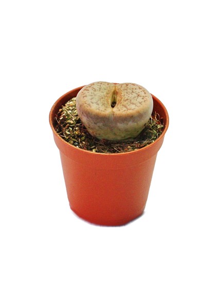 Lithops Living Stone Kaktüs