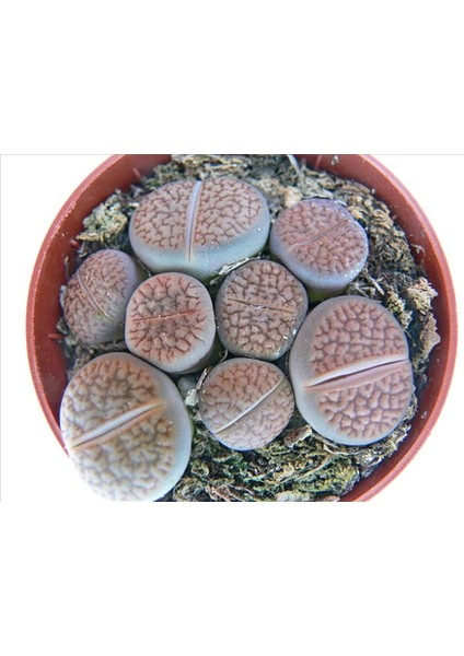 Lithops Living Stone Kaktüs fiyatları