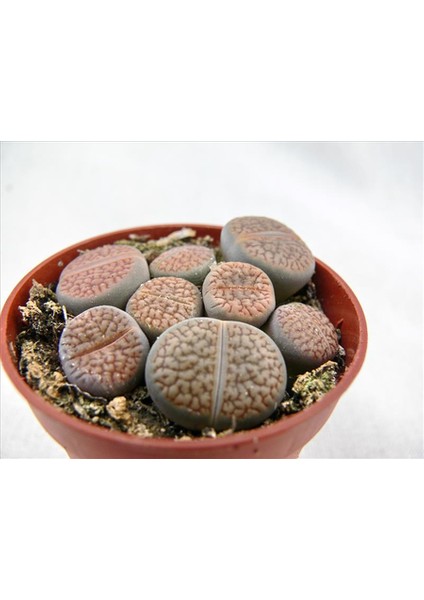 Lithops Living Stone Kaktüs modelleri