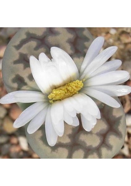 Lithops Living Stone Kaktüs fırsatları
