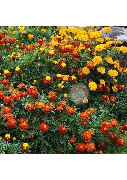 Kadife (Paketteki Tohum Sayısı 50 )