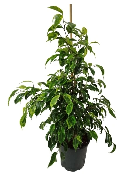 Bitki Fidanım Ficus Benjamin Anastasia 80-100 cm