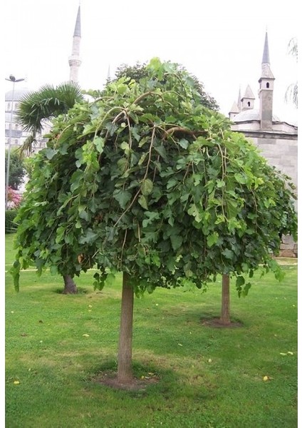 Salkım-Şemsiye(Ters) Dut Fidanı (Aşılı)