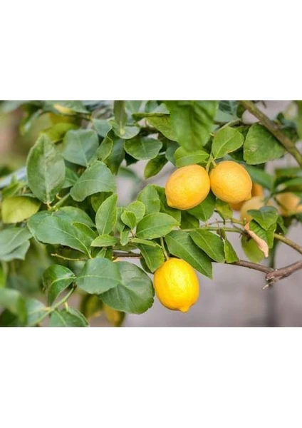 Taskar Peyzaj Yediveren Limon Fidanı ( Aşılı ) - Tüplü