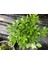 Pittosporum 20 25 cm Çap 1
