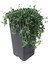 Senecio Rowleyanus (Tesbih Çiçeği) 1