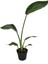 Strelitzia Nicolai (Cennet Kuşu Çiçeği) 1
