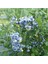 Bursatarım Elizabeth Yaban Mersini Fidanı ( Likapa - Mavi Yemiş ) Blueberry 1