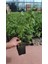Bursatarım Elizabeth Yaban Mersini Fidanı ( Likapa - Mavi Yemiş ) Blueberry 3