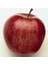 Starkrimson Delicious Elma Fidanı 2