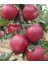 Starkrimson Delicious Elma Fidanı 3