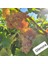 Bursatarım Glenora Seedless ( Çekirdeksiz ) Üzüm Fidanı 1