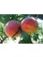 Bursatarım Red Haven Şeftali Fidanı 1