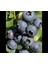 Elizabeth Yaban Mersini Fidanı ( Likapa - Mavi Yemiş ) Blueberry 1