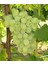 Superior Seedless Üzüm Fidanı 1