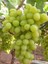 Superior Seedless Üzüm Fidanı 2