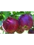 Bursatarım Red Chief Elma Fidanı 2