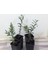 Net Tarım 6 Adet Ispanyol Arbequina Bodur Zeytin Fidanı 1 Yaşlı 30-60 cm 5