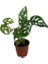 Armenbotanik Monstera Adansonii-Monkey Mask-Ithal -50-55 cm 1