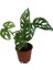Armenbotanik Monstera Adansonii-Monkey Mask-Ithal -50-55 cm 3