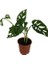 Armenbotanik Monstera Adansonii-Monkey Mask-Ithal -50-55 cm 4