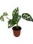 Armenbotanik Monstera Adansonii-Monkey Mask-Ithal -50-55 cm 5