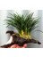 Ophiopogon Japonicus Mango Kütügüne Tutturulmuş Minima 5 Kök 1