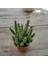 Huernia Zebrina 1