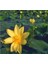 Nilüfer Nuphar Japonica 1