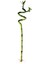 1'li 60 cm Şans Bambusu - Lucky Bamboo 1