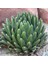 Naturel Tohum Agave Tohumu No:35 2