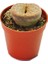 Lithops Living Stone Kaktüs 1