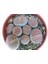 Lithops Living Stone Kaktüs 2