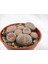 Lithops Living Stone Kaktüs 3
