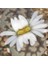 Lithops Living Stone Kaktüs 4