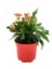 Euphorbia Milii Dikenler Tacı Pembe Çiçek 1
