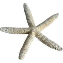 Hasyılmaz Doğal Parmak Deniz Yıldızı 15-20CM