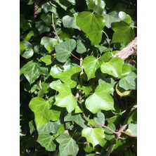 Bahçevilya Duvar Sarmaşığı ( Hedera Helix ) 20-50CM Kaya Sarmaşığı Fidanı