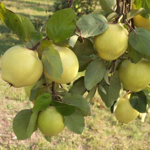 Ev Ve Bahçe Tüplü Aşılı Yarı Bodur Leziz Yemesi Hoş Ege 25 Ayva Fidanı