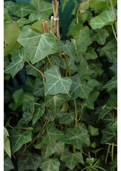 Duvar Sarmaşığı ( Hedera Helix ) 20-50CM Kaya Sarmaşığı Fidanı